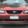 99BuffaloPony