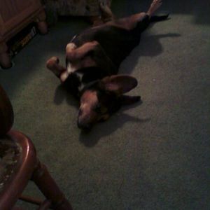 Silly Nicco