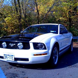 One bad 'Stang...