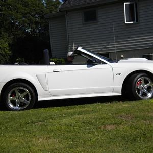 wolfstang in grass